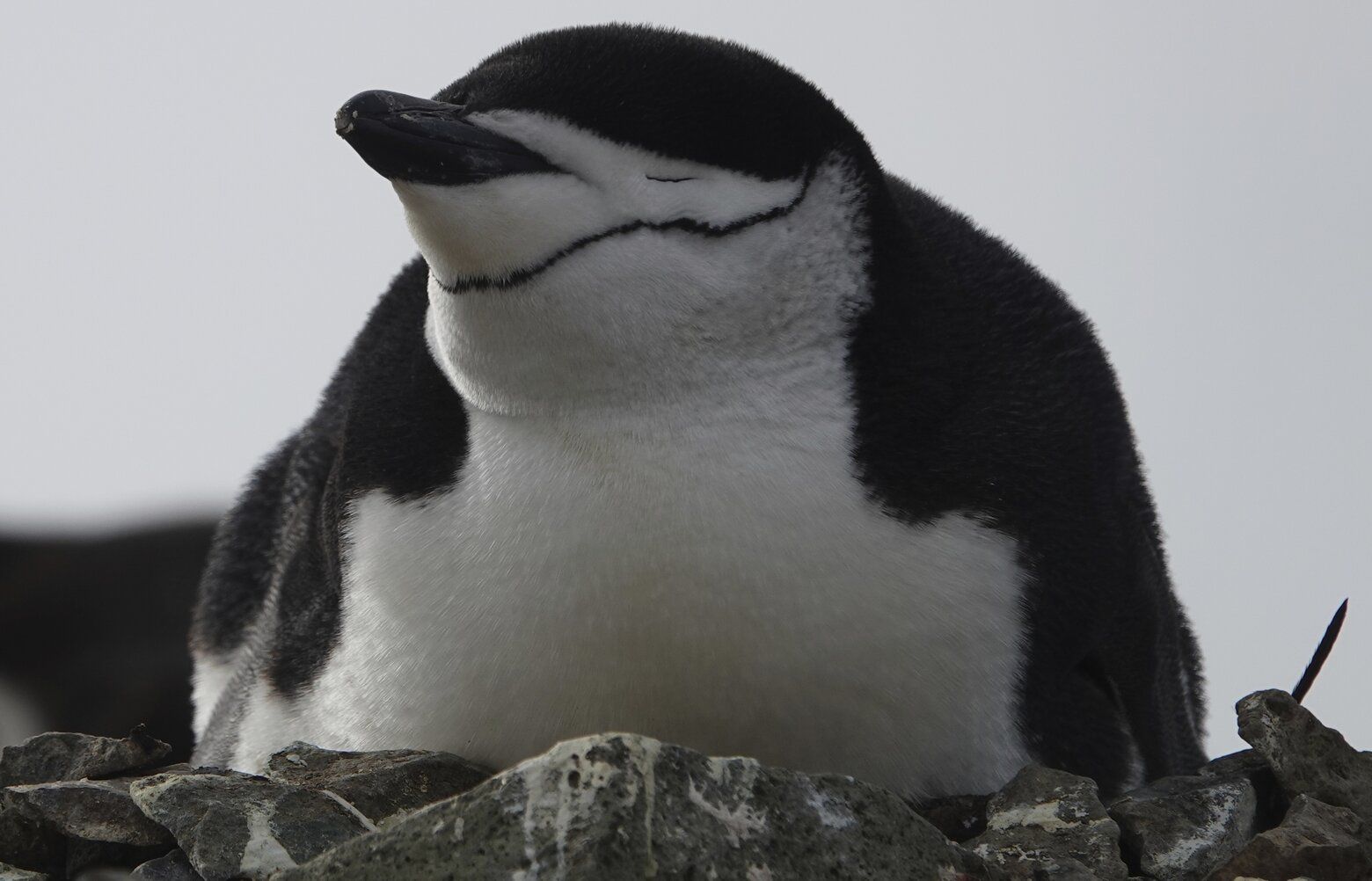 Penguin Parents Sleep For Just A Few Seconds At A Time To Guard ...