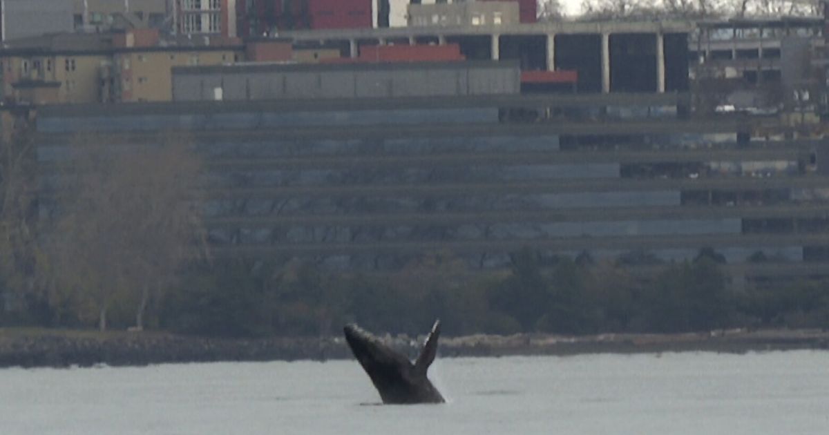 年轻座头鲸跃出西雅图湾，令观众目眩神迷