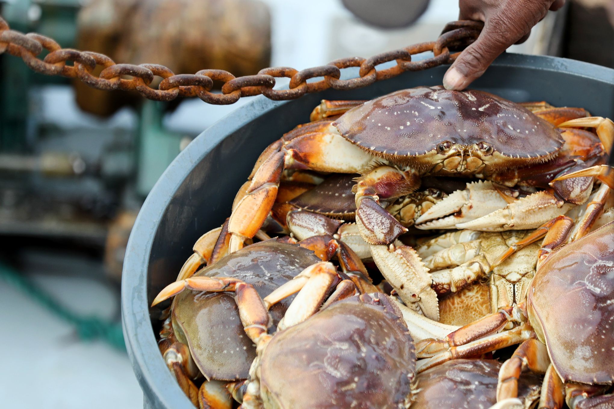 California Earmarks Money to Try to Prevent Dungeness Crab Season