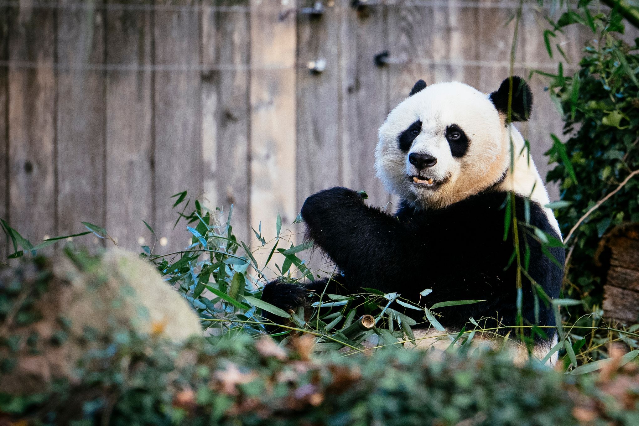The Science Behind Giant Panda Veterinary Care  Smithsonian's National Zoo  and Conservation Biology Institute