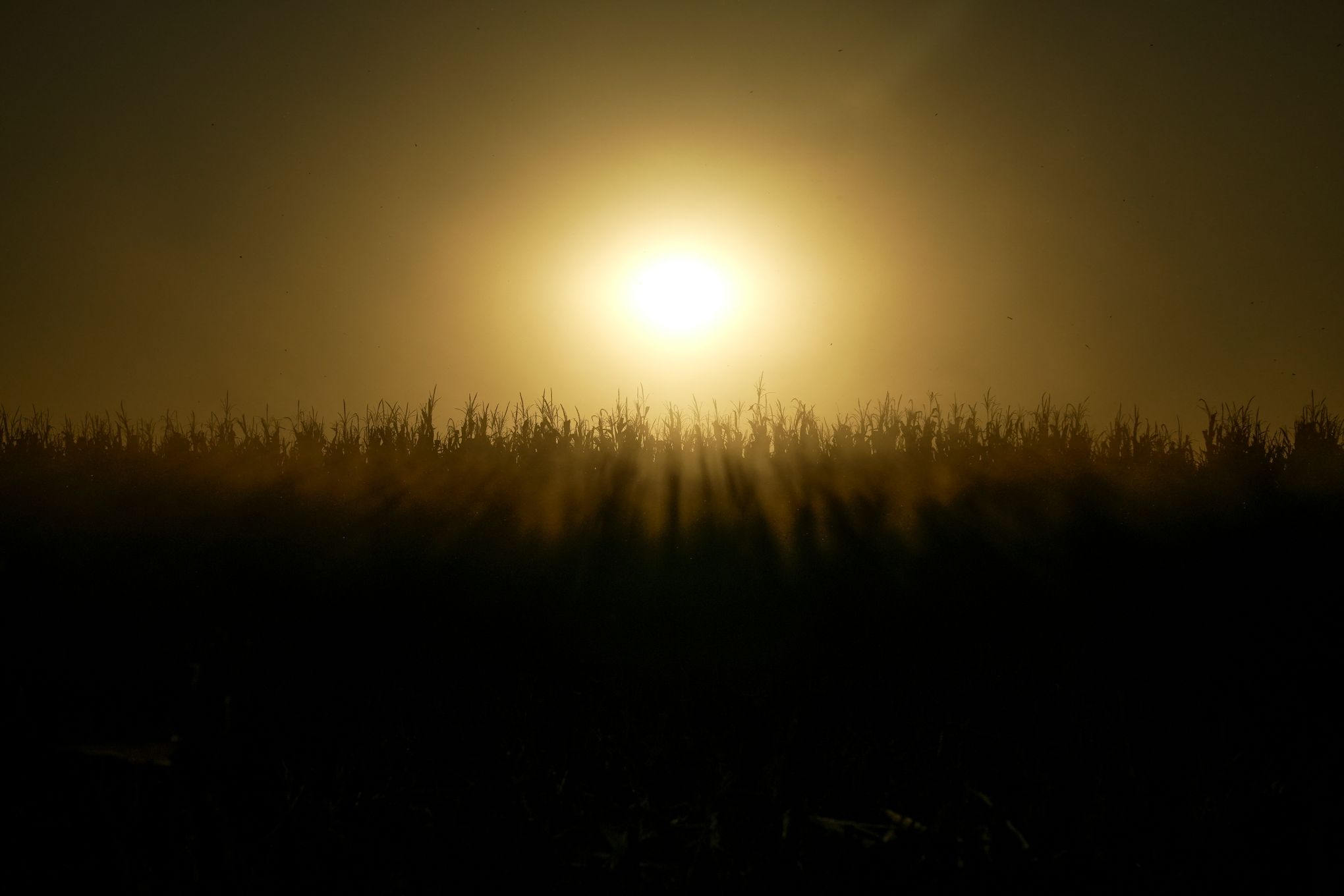 New effort aims to help Midwest farmers plant cover crops on a half a  million acres