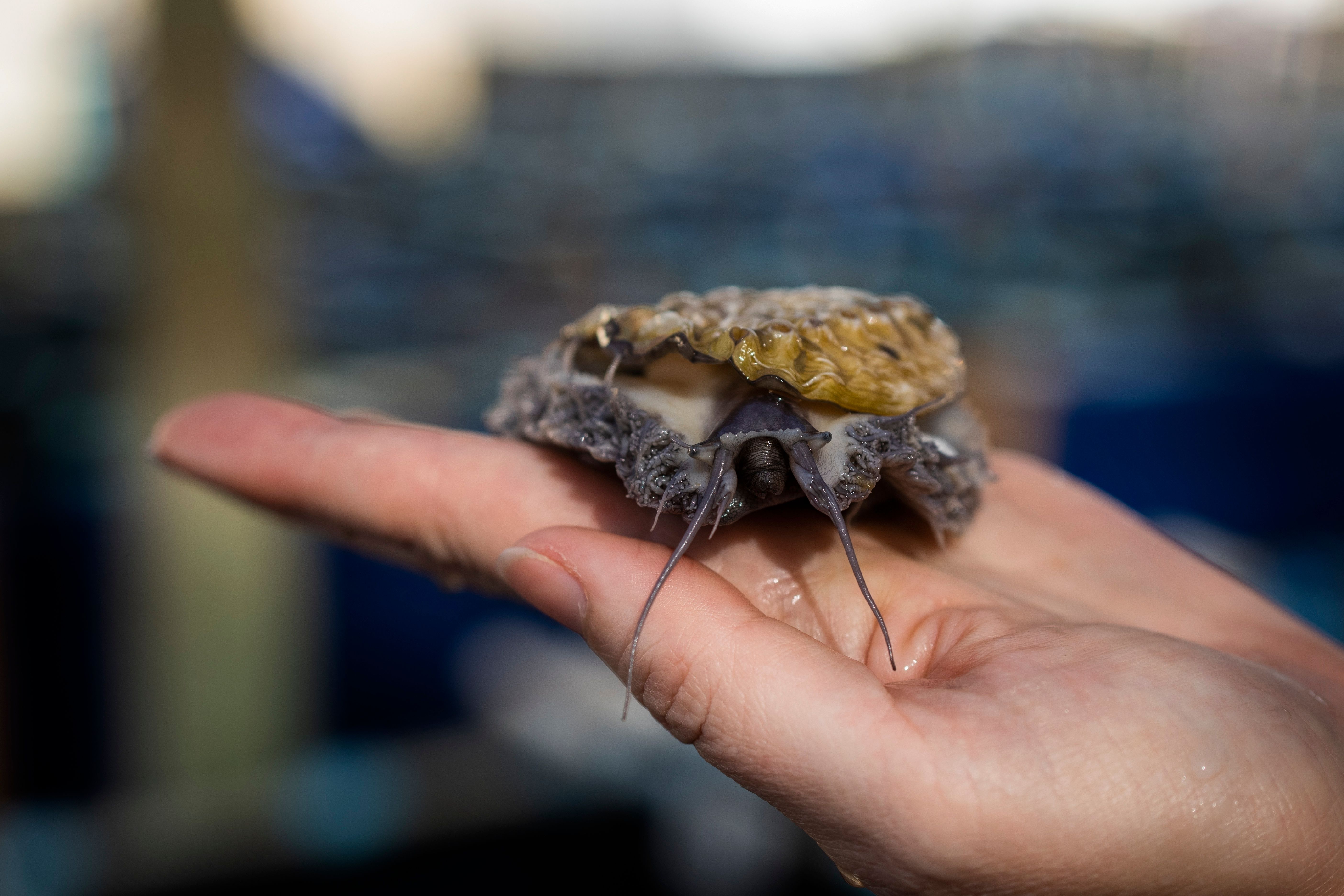 A curious South African sea snail is a prized dish in Asia. That