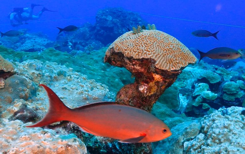 Climate change is hurting coral worldwide. But these reefs off the