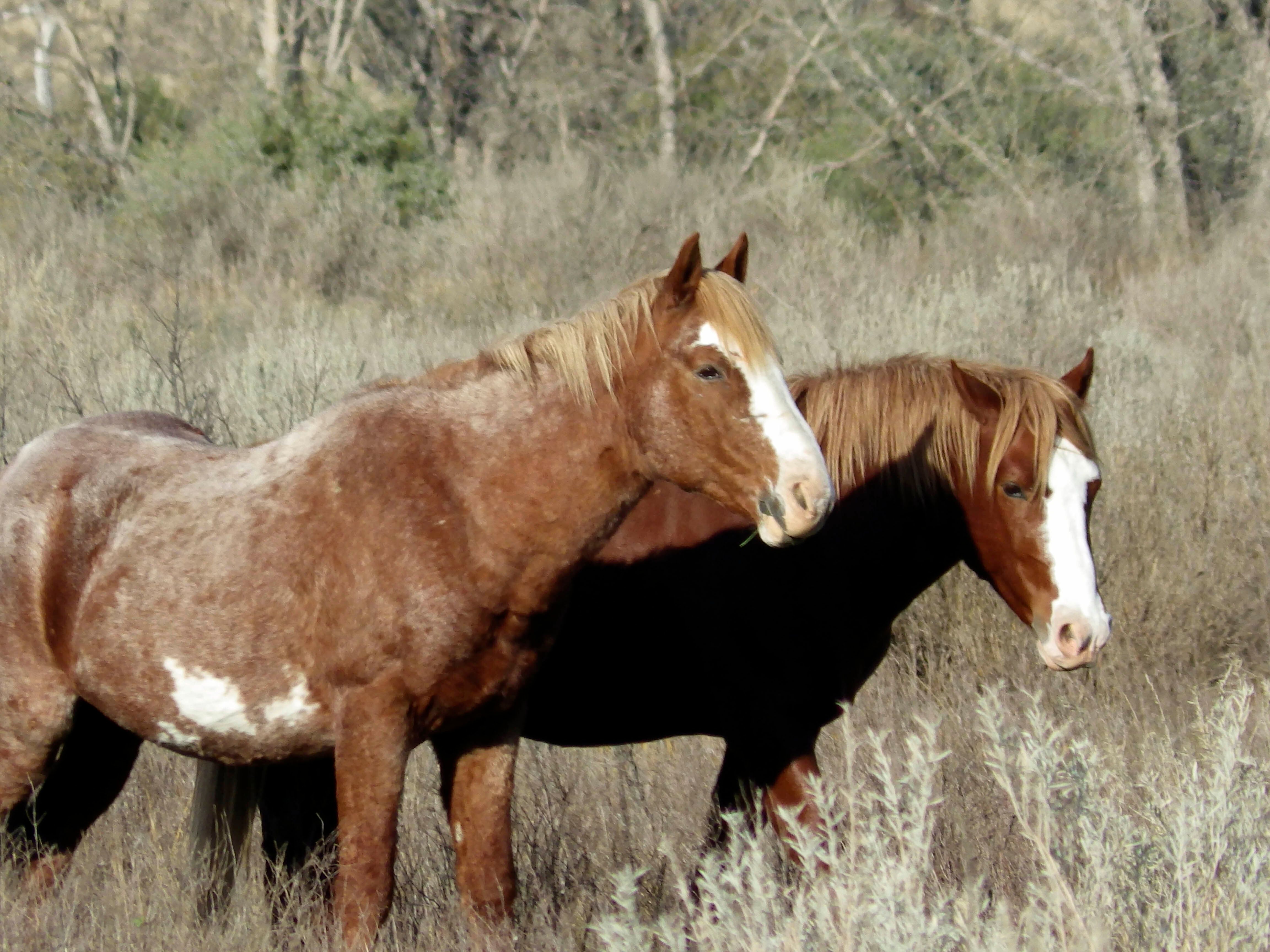 Decision on the future of wild horses in a North Dakota national