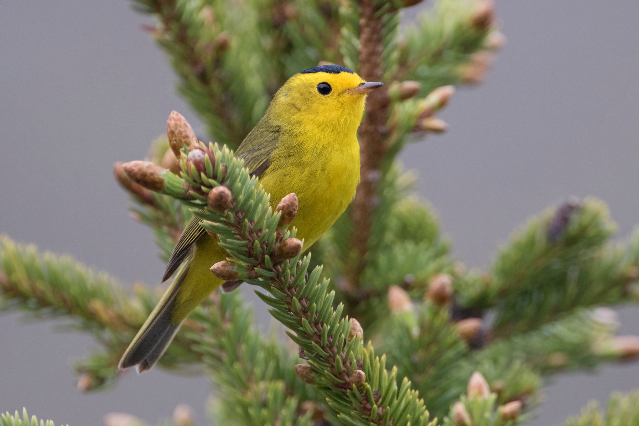 Clicker Bird Name Meaning & Info - Drlogy