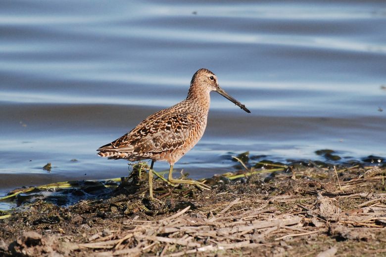 Clicker Bird Name Meaning & Info - Drlogy