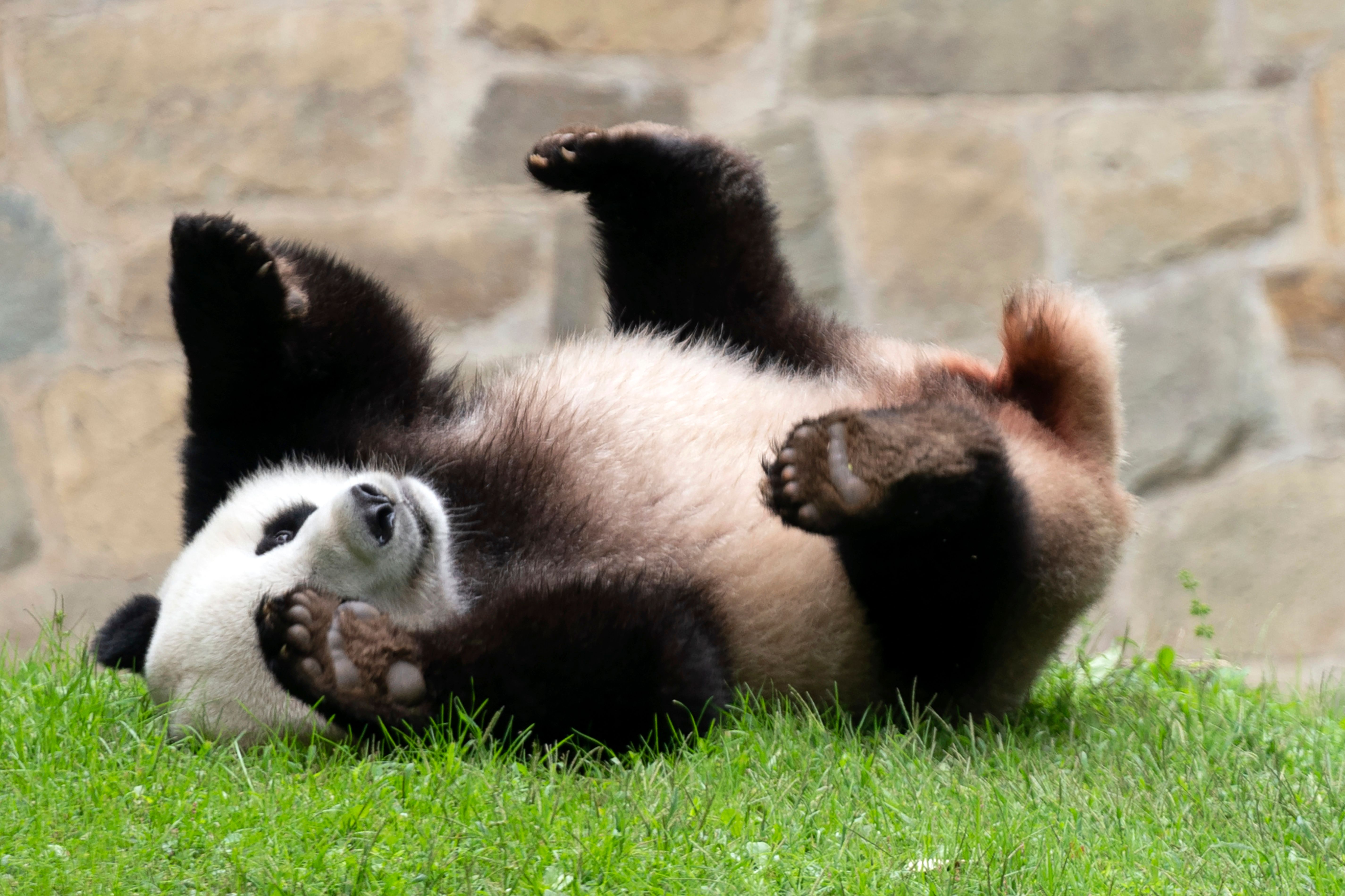 National Zoo's giant pandas fly home amid uncertainty about future