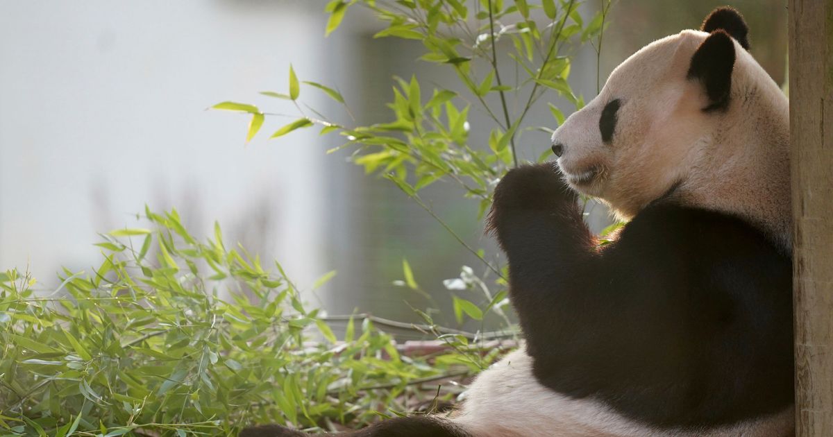 Scotland bids farewell to its giant pandas that are returning to China after 12-year stay