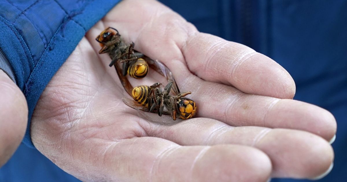 WA detects no invasive hornets for a second straight year