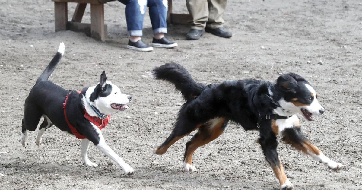 State veterinarian warns of respiratory illness affecting WA dogs  The Seattle Times