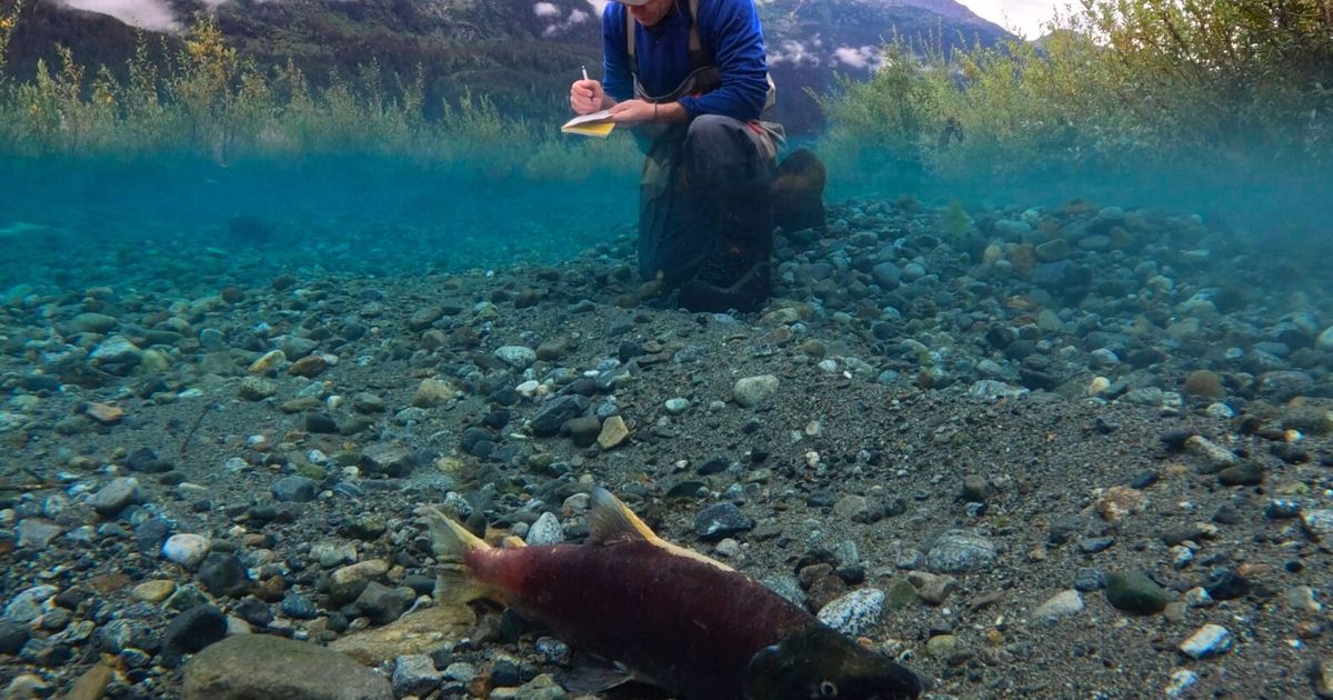 New salmon habitat created by melting glaciers could be threatened by mining claims, study finds