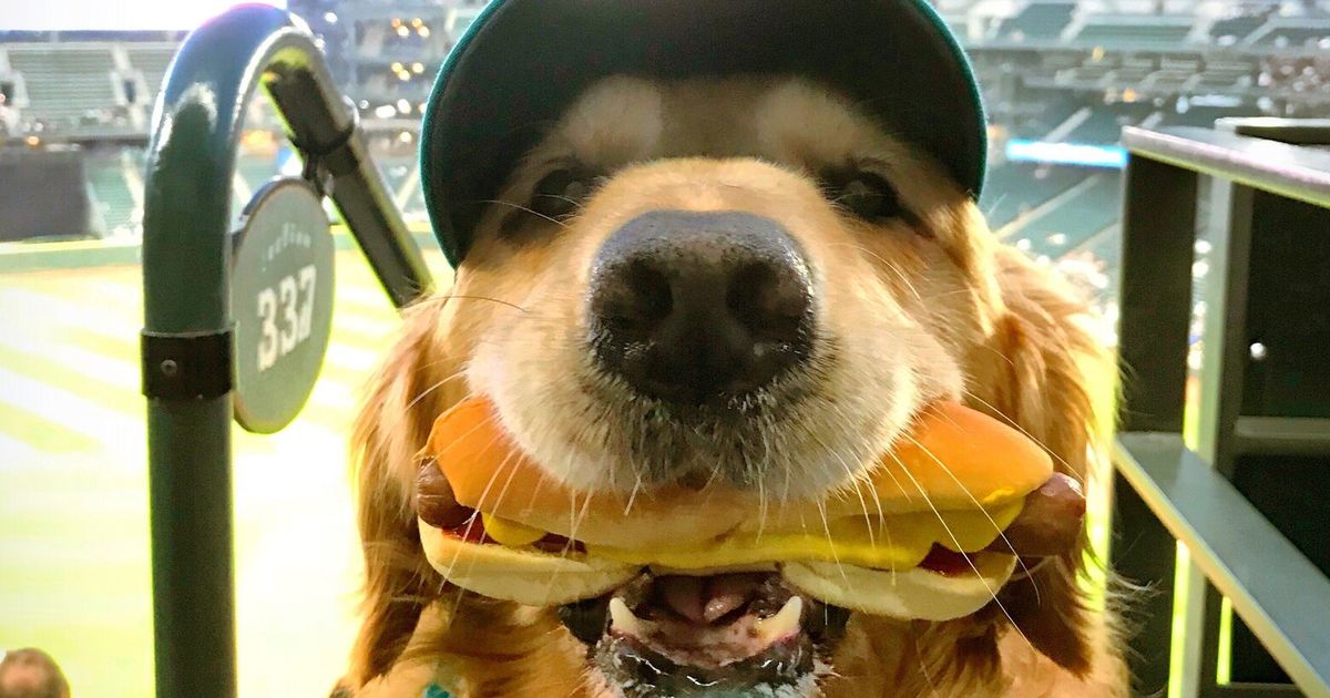 A celebrity dog, an injured eagle, a pet ferret WSU vets treat 10,000