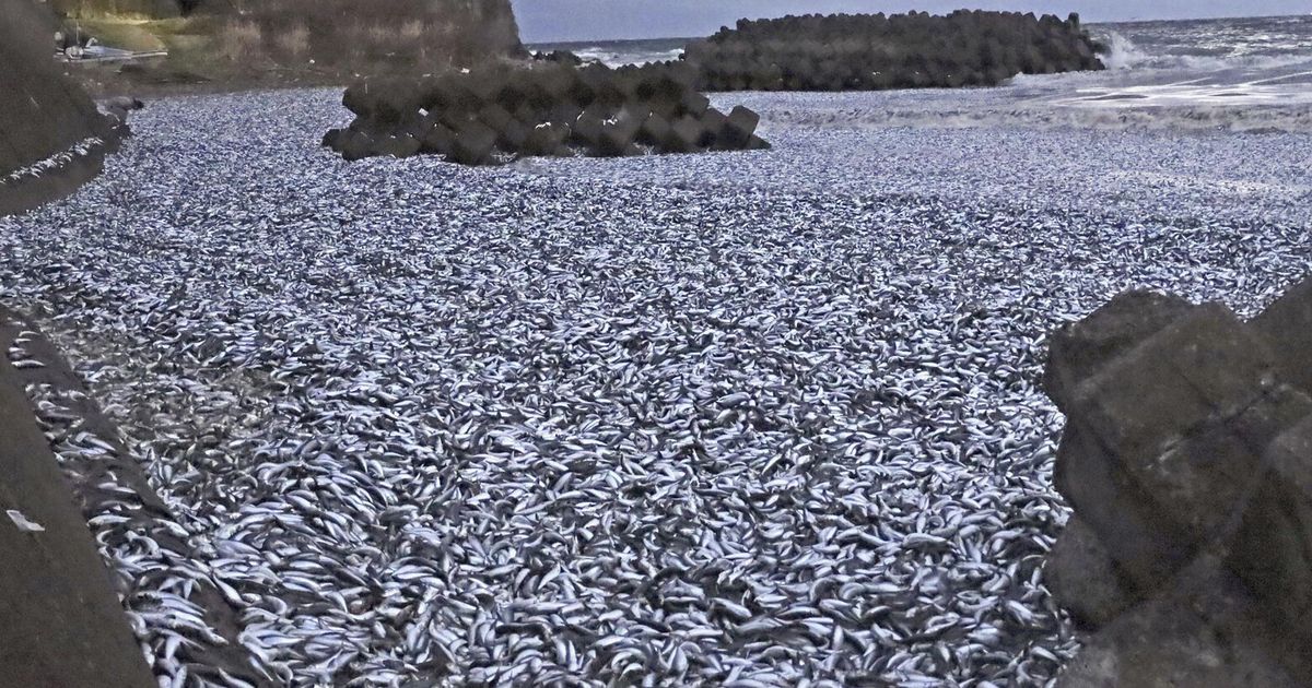 Thousands of tons of dead sardines wash ashore in northern Japan The Seattle Times