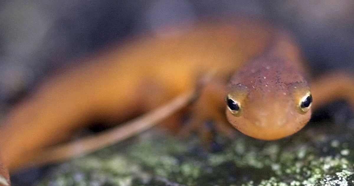Endangered species list grows by 2,000. Climate change is part of the problem