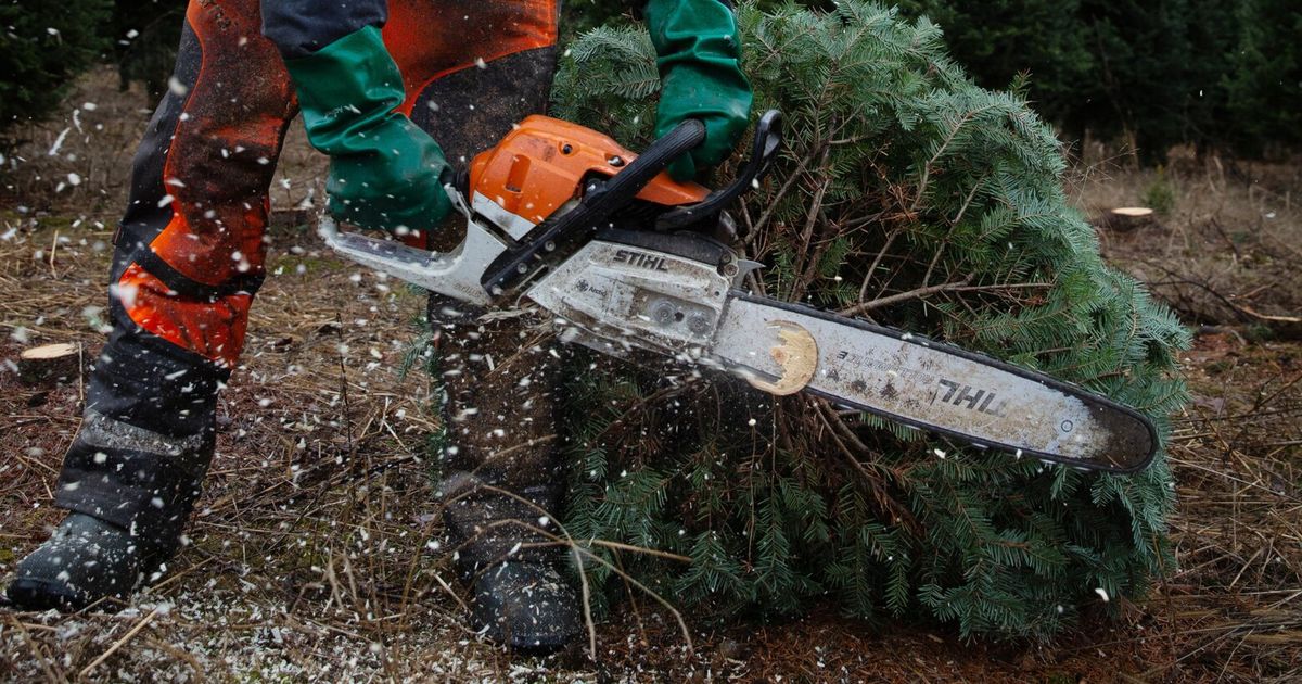 How Christmas tree farms can help wildlife