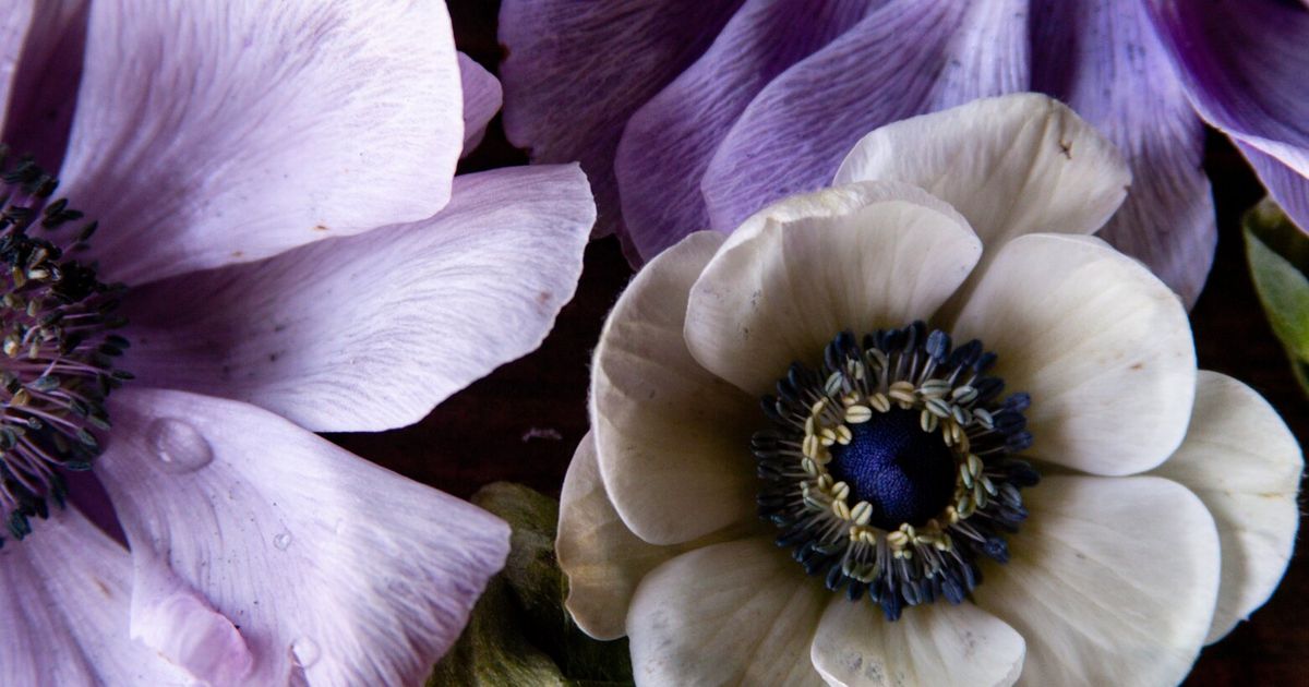 Adding Color to Your PNW Garden with Anemone and Ranunculus