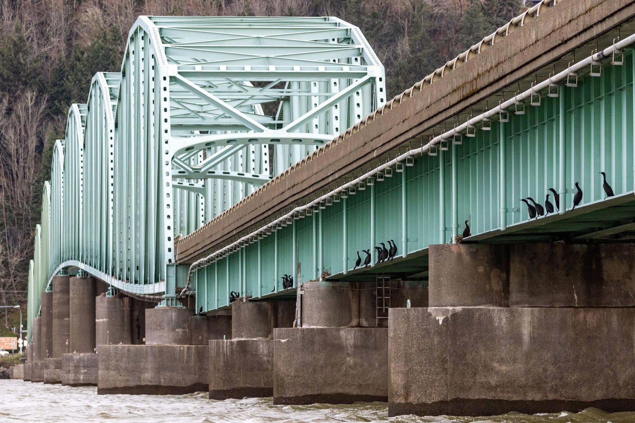 Fixing the cormorant disaster on the Columbia: 'How could this