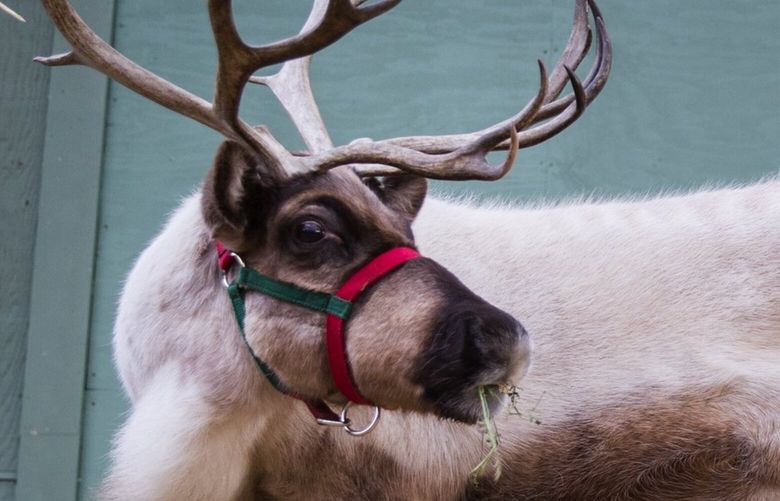 Blitzen, left, looks up at some of her visitors as Dasher grazes on some hay on the last day of the Swansons Nursery Reindeer Festival in Ballard on Christmas Eve, Dec. 24, 2016. Families could come visit Santa Claus in the morning and meet “Dasher” and “Blitzen,” both 7 years old, before they had to leave for their important jobs that evening.