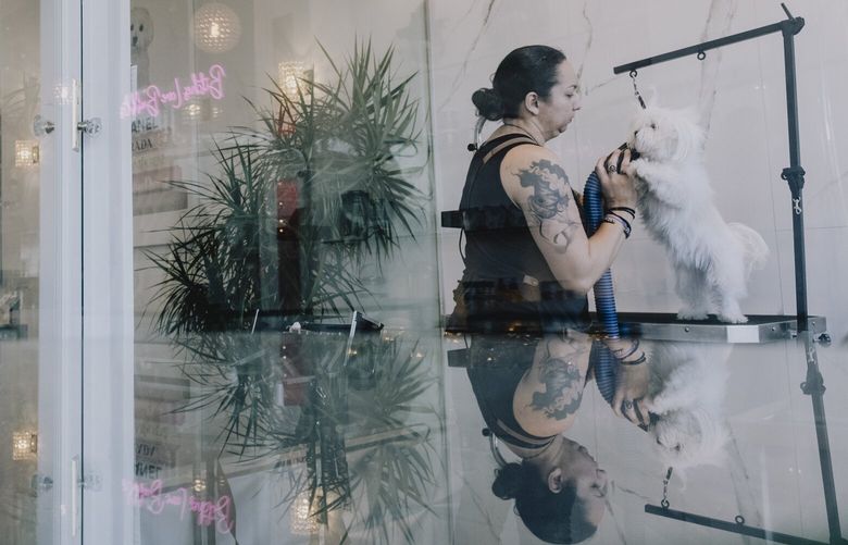 Dog groomer Marissa Chacon works at Collar & Comb, where the average hourly wage is $23 compared with the city’s minimum wage of $19.08, in West Hollywood, Calif. on Dec. 12, 2023. In recent weeks, many have written to lawmakers, pleading for a moratorium on further increases to the minimum wage; another is scheduled for July, based on inflation. (Mark Abramson/The New York Times) XNYT0996