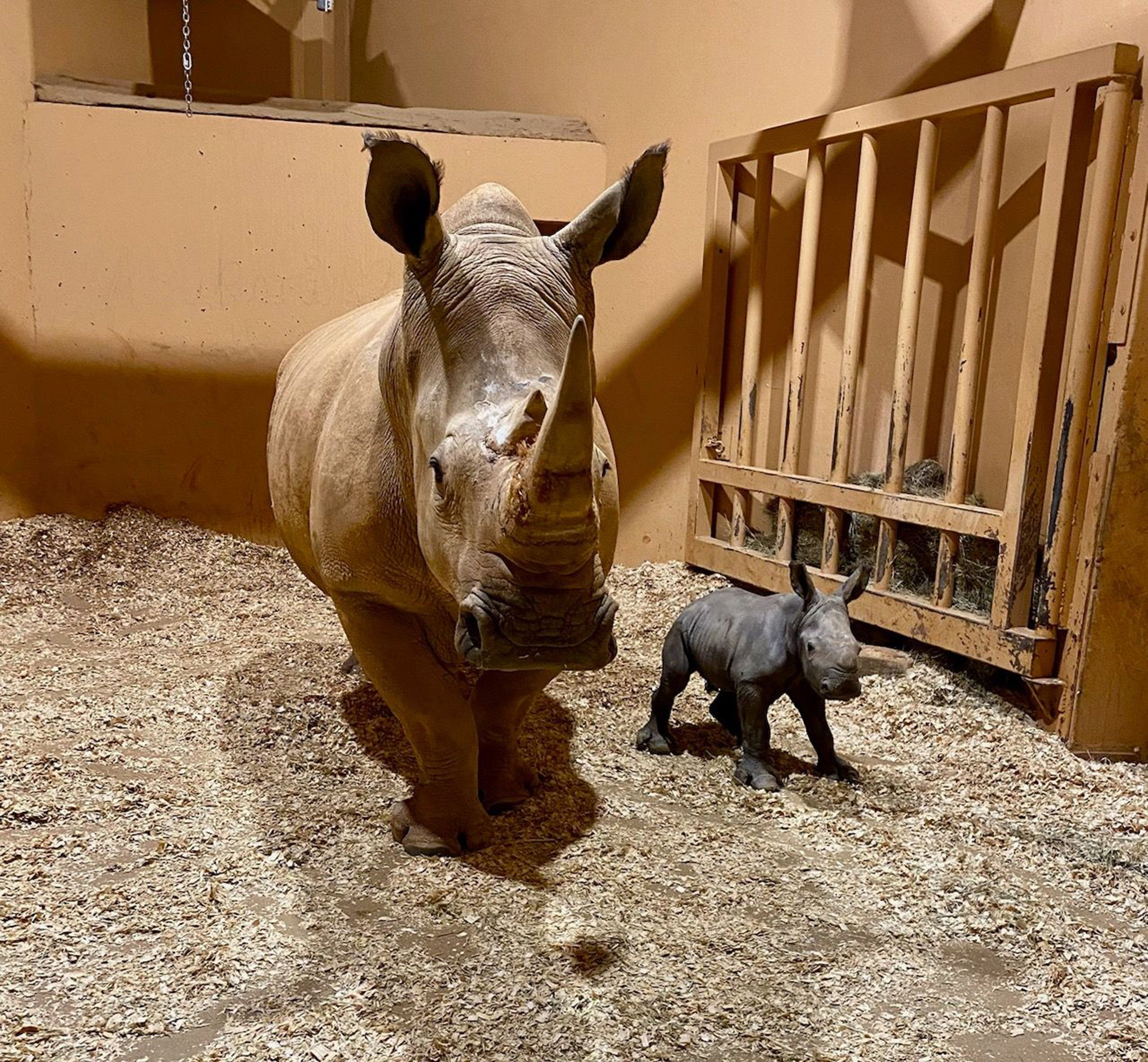 Rare southern white rhino born at Zoo Atlanta on Christmas Eve