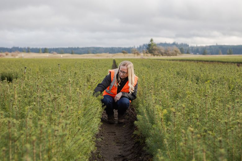 A blond woman wearing an orange safety vest crouches to examine pine seedlings planted in a managed forest.