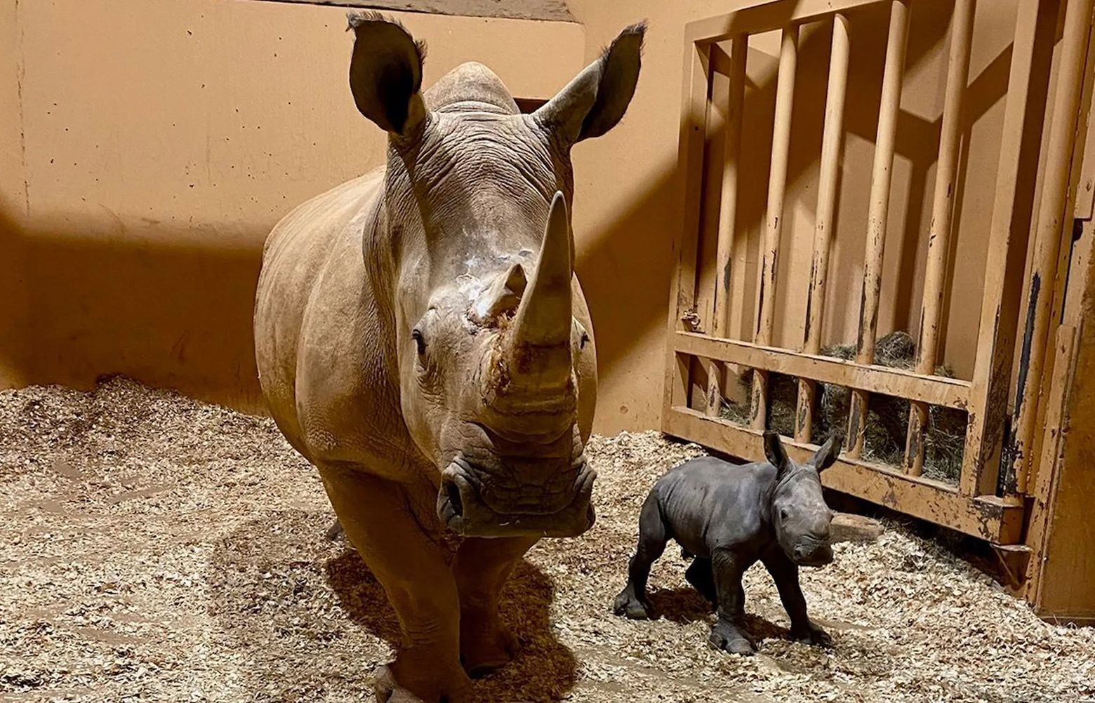 Rare southern white rhino born at Zoo Atlanta on Christmas Eve