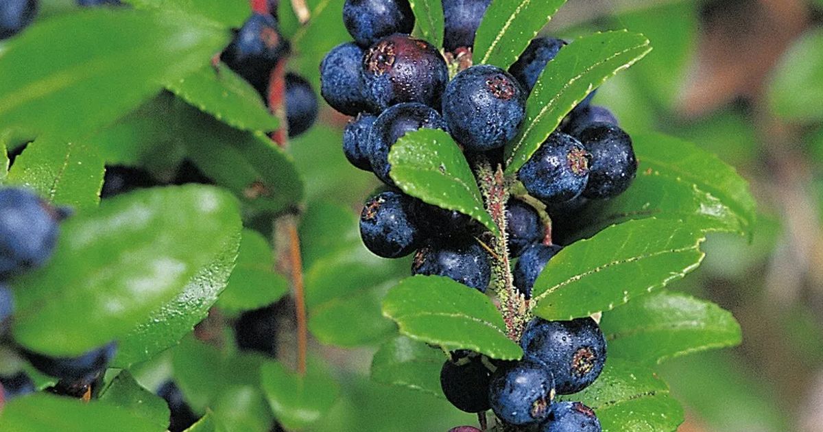 4 top native perennials for the PNW that are easy to grow — and edible