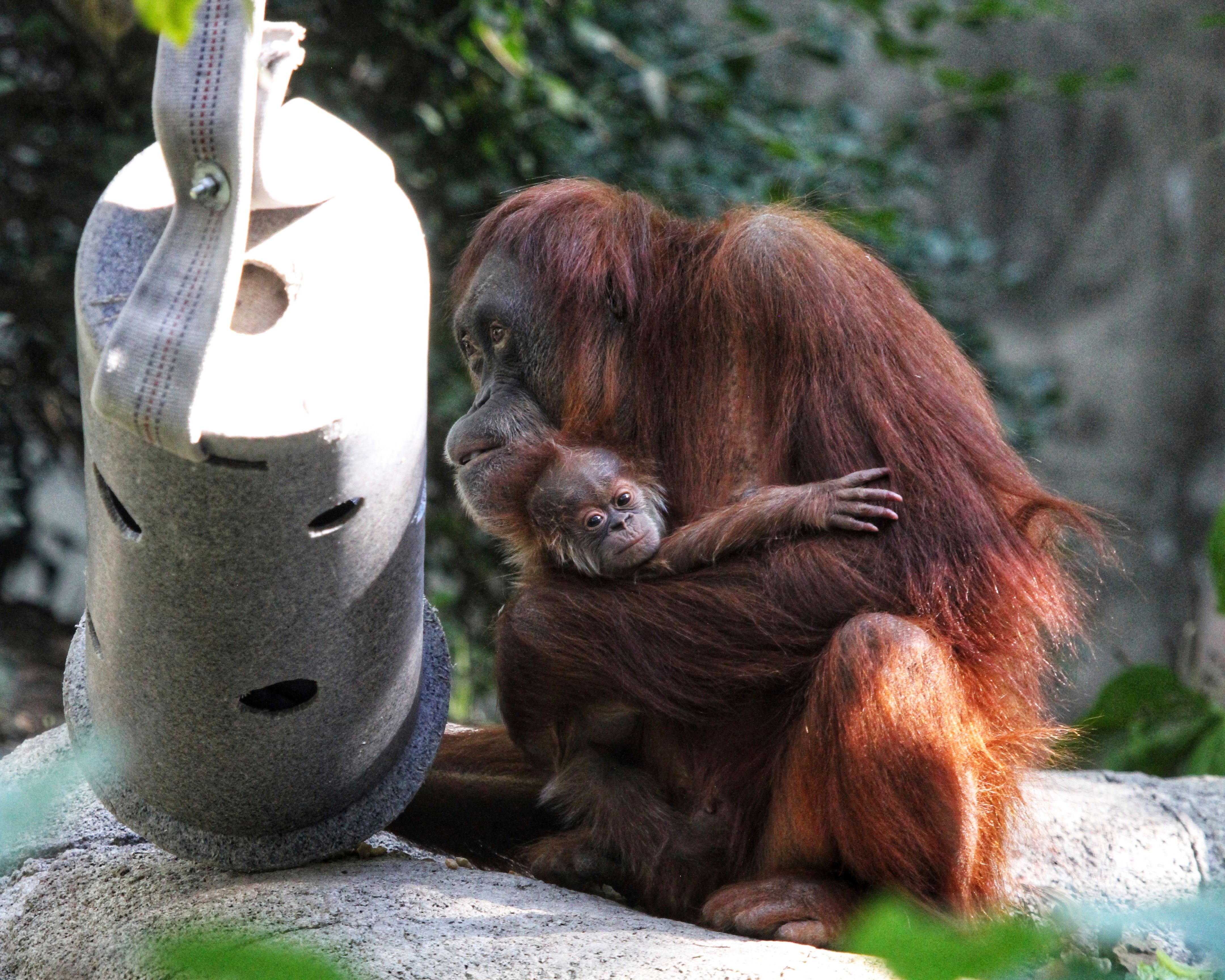 You are the father!' Maury Povich declares to Denver Zoo orangutan