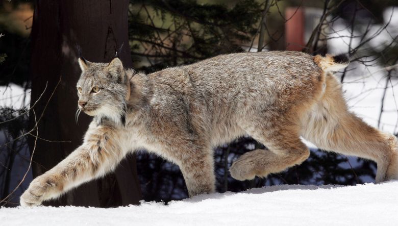 U.S. proposes plan to protect the snow-dependent Canada lynx