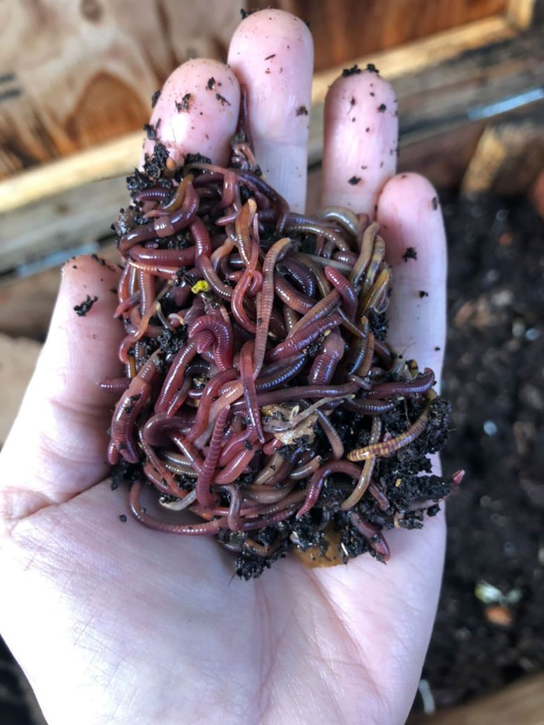 Jessica Souyoultzis recommends starting with one pound of worms for a new indoor bin.