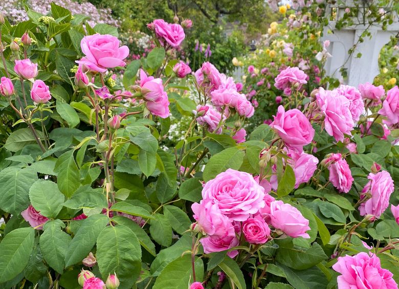 ‘Roseraie de l’Hay’ lends color and fragrance to rose petal jam. (Bridget Collins)