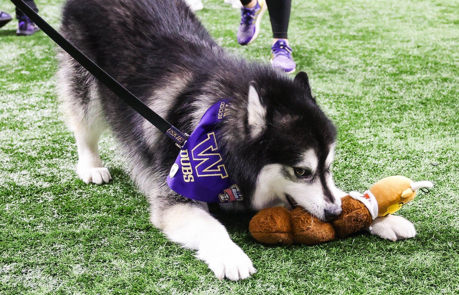 Anxious For UW Huskies At National Championship? Keep Calm With These ...