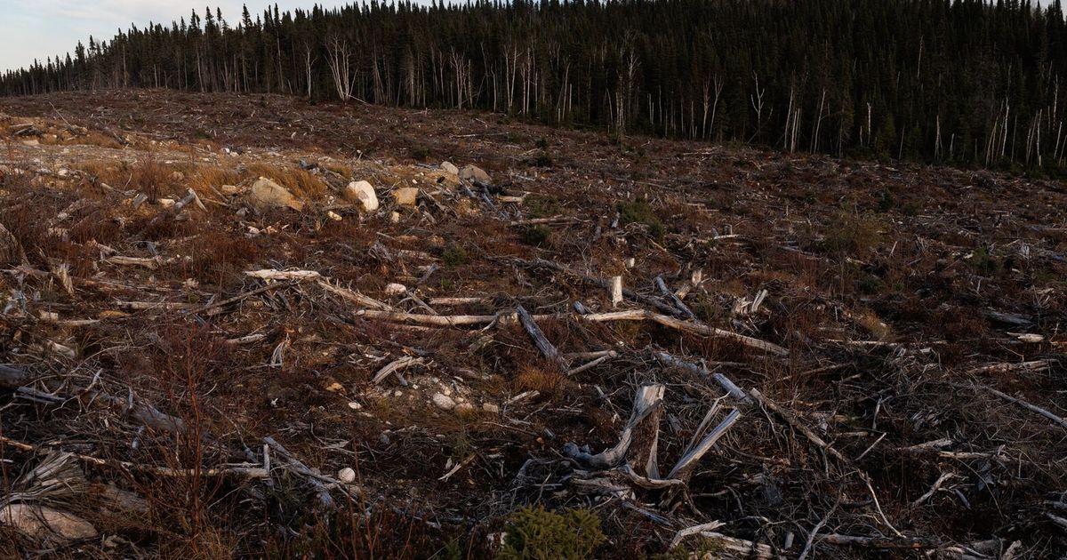 Canada’s logging industry devours forests crucial to fighting climate change