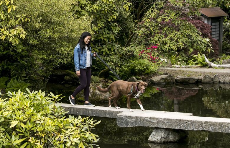 Nicole Tsong walks her dog, Coco, in Kubota Garden in Rainier Beach on Friday, May 1, 2020. Tsong takes her dog on a walk once a day for both of them to get some exercise.  213437