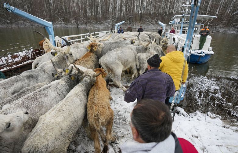 Farmers transport cows from a flooded river island Krcedinska ada on Danube river, 50 kilometers north-west of Belgrade, Serbia, Tuesday, Jan. 9, 2024. After being trapped for days by high waters on the river island people evacuating cows and horses. (AP Photo/Darko Vojinovic) XDMV113 XDMV113
