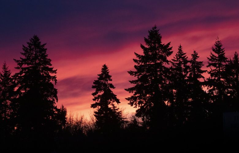 Trees are silhouetted in front of a gorgeous sunset Tuesday evening, January 10, 2023, in Burien, WA.  After a dry Tuesday, there is a 60% chance of rain Wednesday and a 90% Thursday.  Rain is predicted for the seeable future. 222769
