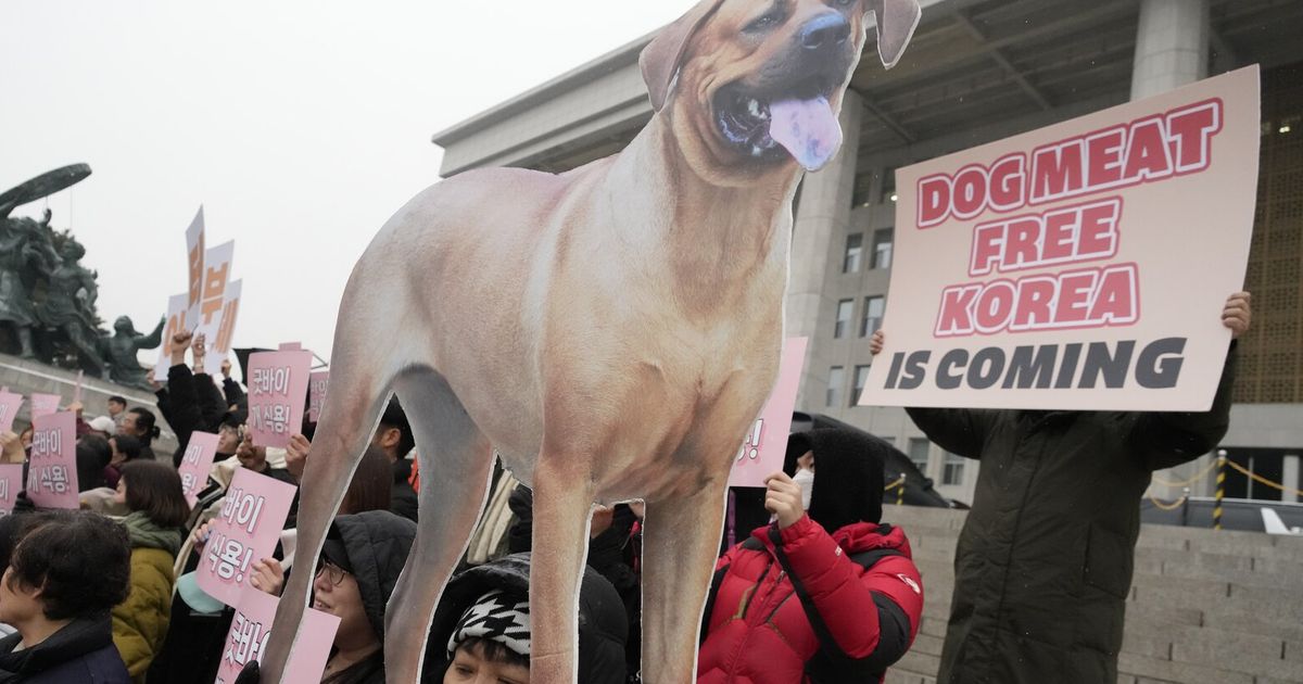 South Korea bans dog meat, a nowunpopular custom The Seattle Times