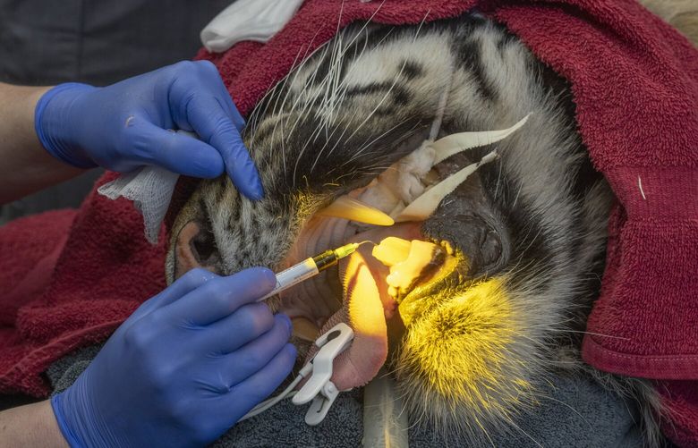 Dr. Alice Sievers, a boarded veterinary dentist and oral surgeon from Vancouver, WA, performs a root canal on Sanjiv, a male Sumatran tiger at the Point Defiance Zoo in Tacoma Friday, January 5, 2024.   Sievers joins the Point Defiance Zoo veterinary team to perform the dental procedure.  Sanjiv broke about an inch off of his tooth while playing with a toy last month.  Tigers need their canines to eat so pulling it was not a preferred option.  While Sanjiv is under anesthesia, the veterinarians also complete a comprehensive physical exam of him. 

There are only about 70 Sumatran tigers living in accredited North American zoos.  Sumatran tigers are critically endangered in the wild, with only about 400 to 500 remaining on their native Indonesian island of Sumatra. 

Sanjiv is one of three Sumatran tigers living at Point Defiance Zoo.
 225893