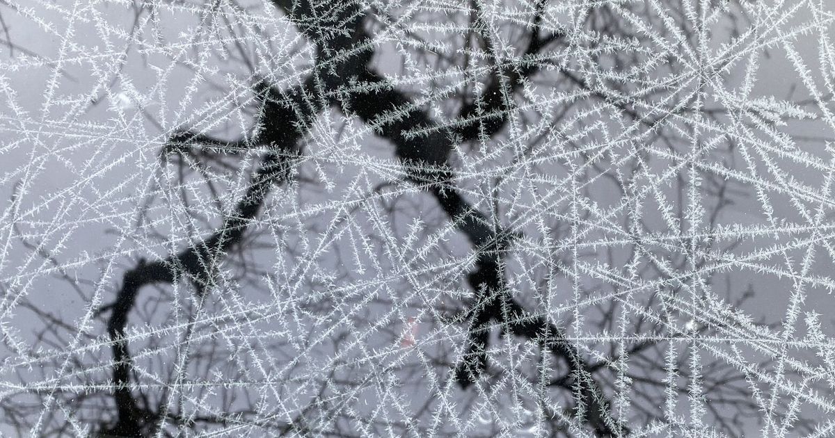 A stunning still image of ice crystals and tree branches