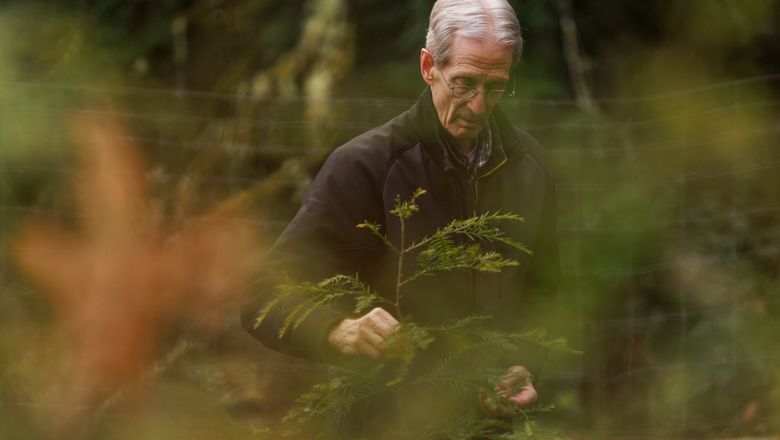Philip Stielstra, president of the nonprofit PropagationNation, gives a tour of director of operations Bob Barnes’ nursery, which grows coast redwoods and giant sequoias in Olympia. (Erika Schultz / The Seattle Times)