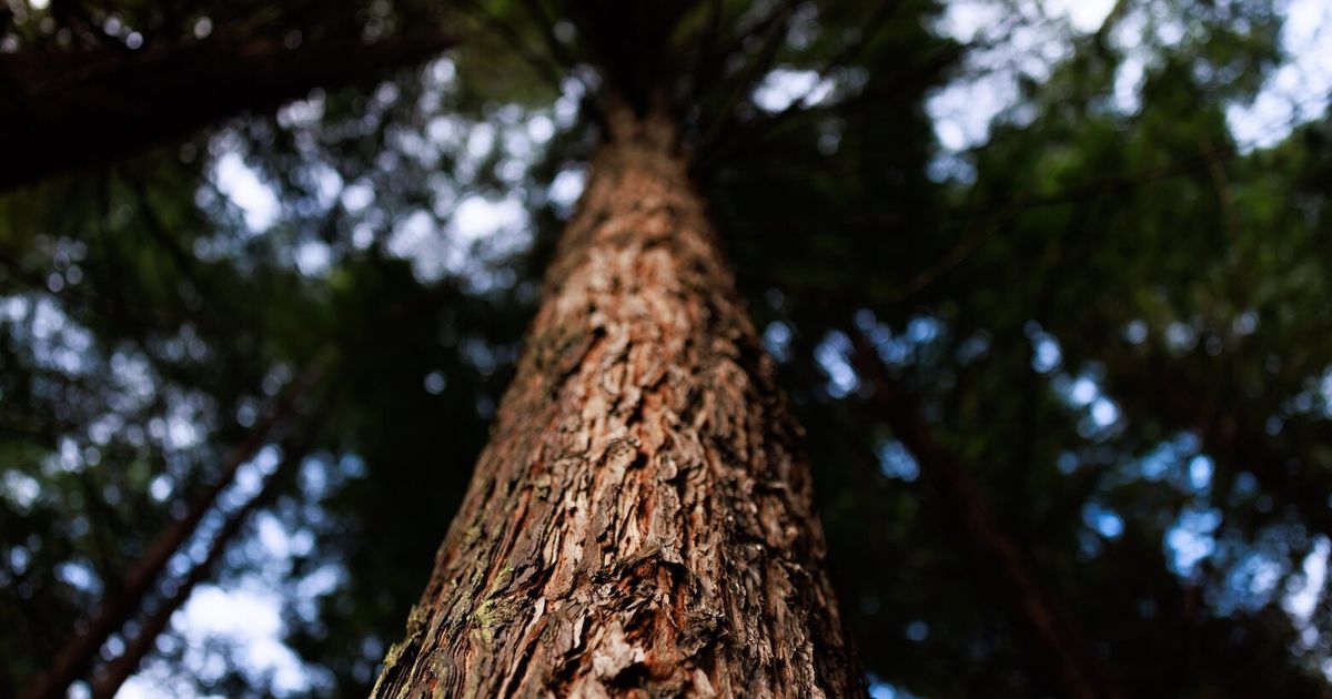 红杉树在华盛顿州的森林未来中是否有一席之地？它们已经存在了