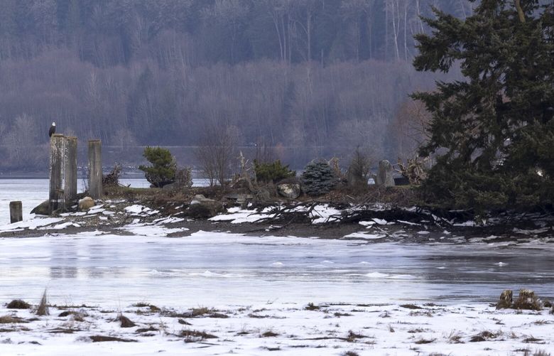 Surrounded by waters covered with ice  in Sinclair Inlet at Elanden Gardens near Bremerton, an eagle sits on a  pylon in 32 degree weather Tuesday, January 16, 2024.  Highs should reach the high 30’s Wednesday and Thursday and then warm up to the mid 40’s Friday. 225973