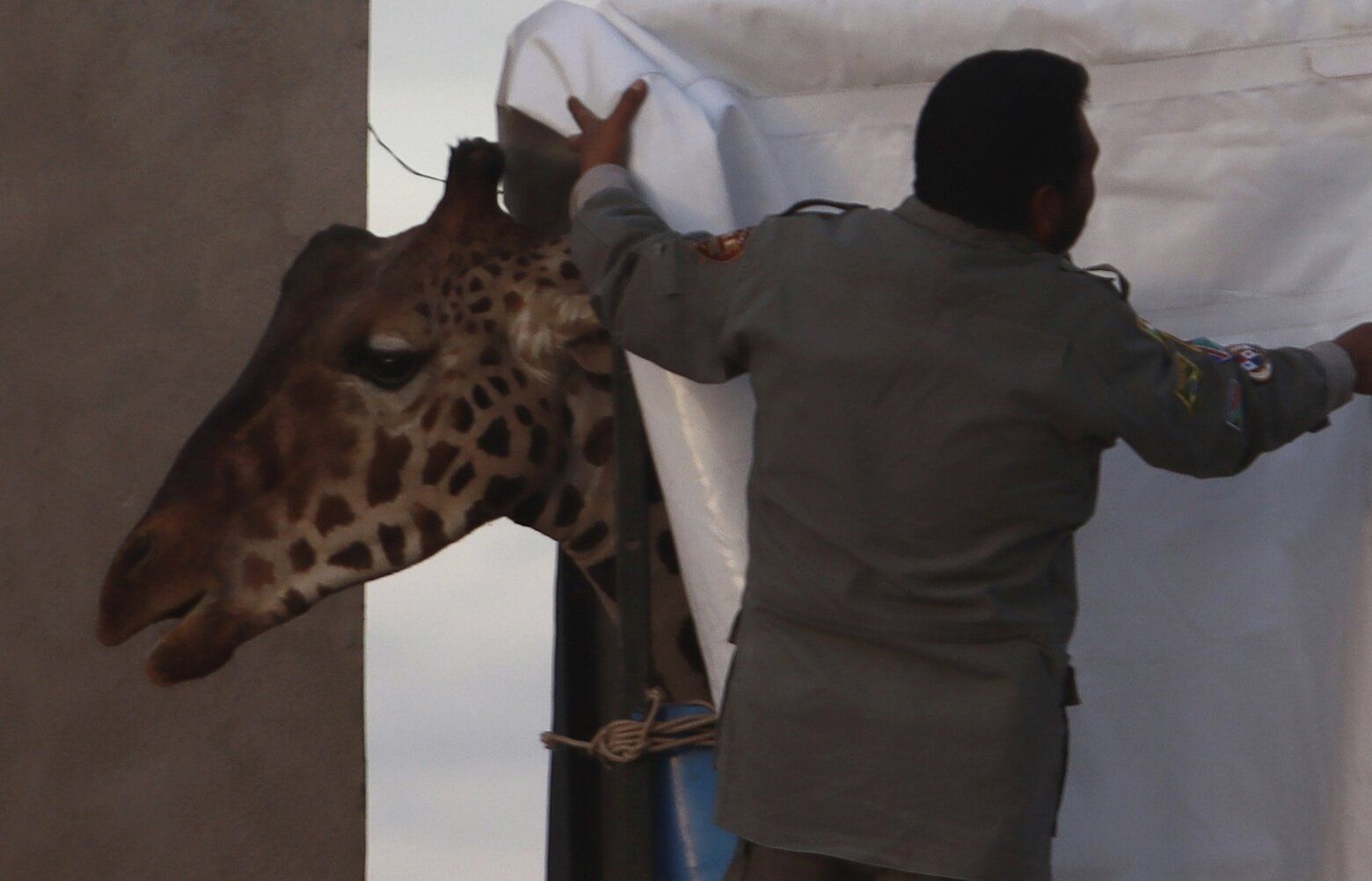 Benito The Giraffe Goes On A 40-hour Road Trip To Find Warmth, And ...