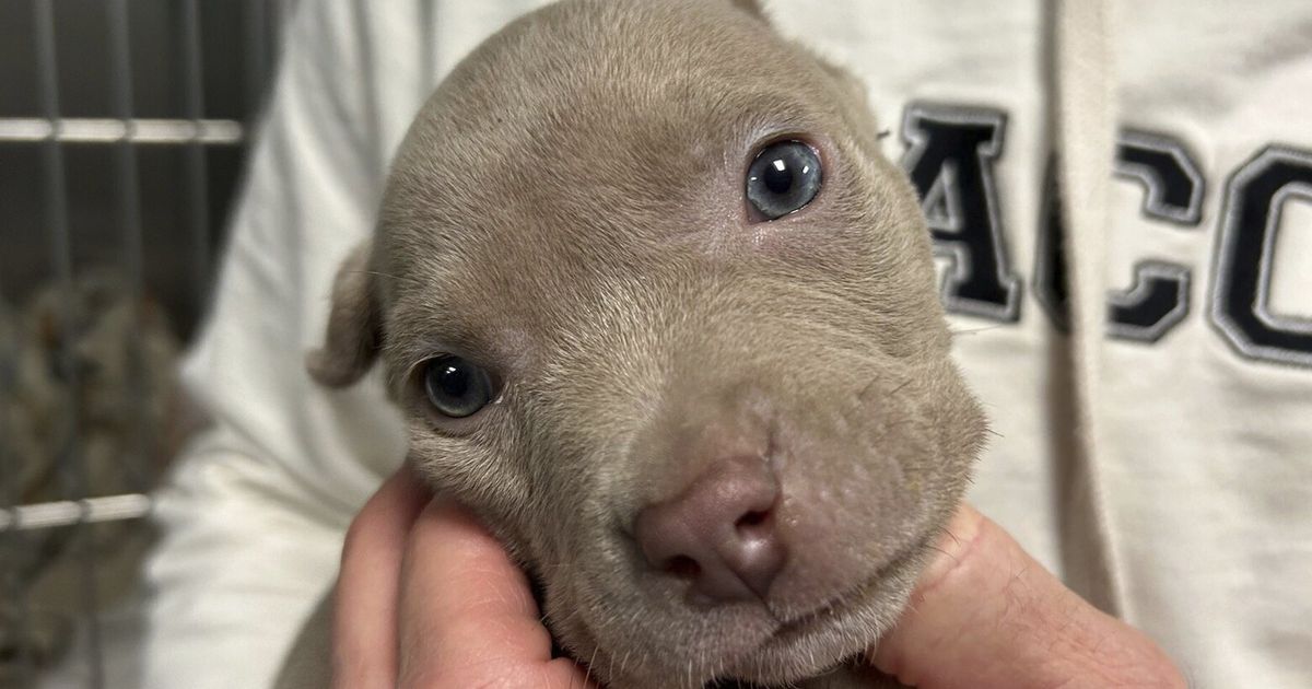 Record number of people in L.A. catching typhus - a serious disease - from fleas