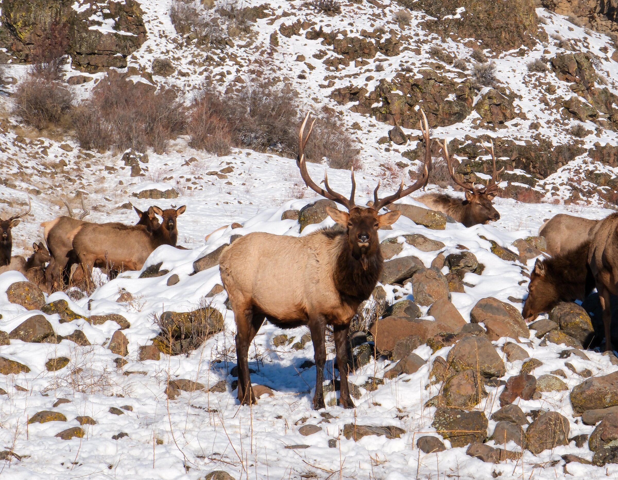 You can watch hundreds of elk graze at this WA wildlife area every