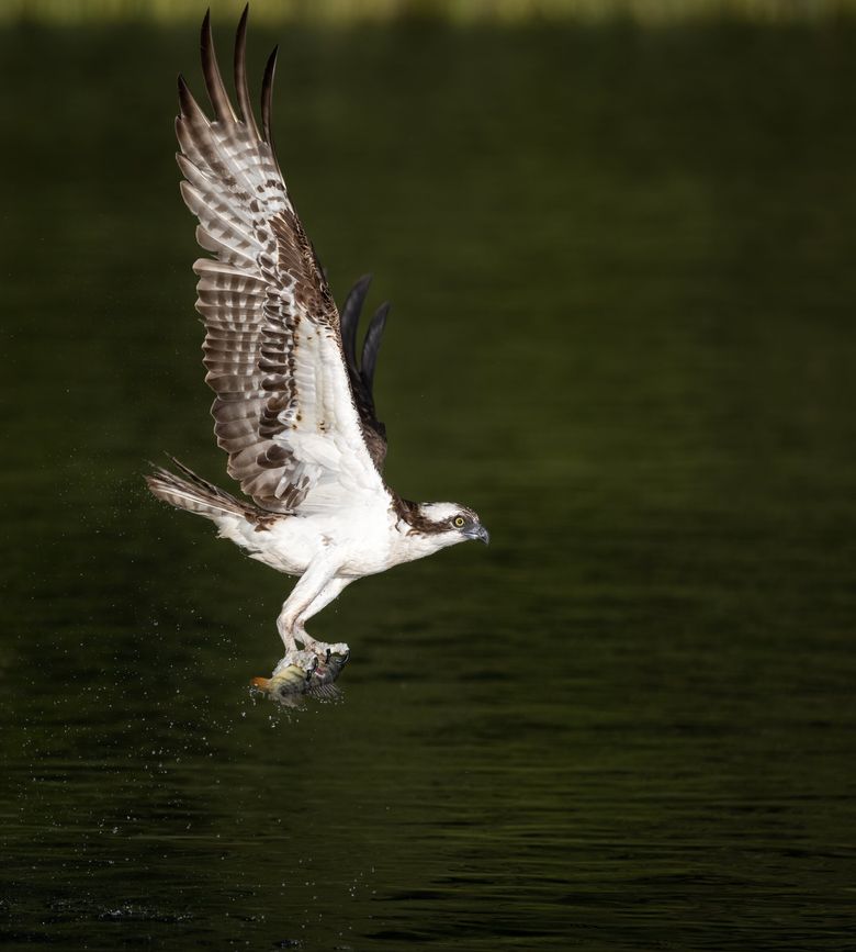 Osprey (Fish Hawk) can reach 50 MPH as it hits the water : r/pics