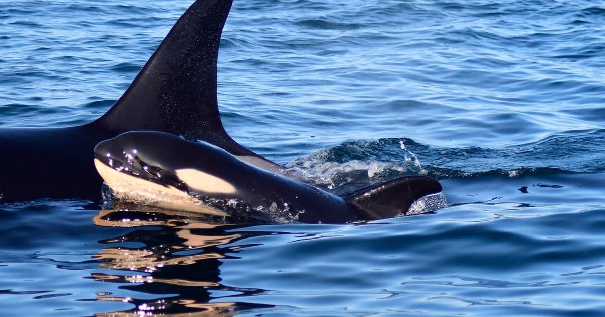 Youngest J pod southern resident orca presumed dead