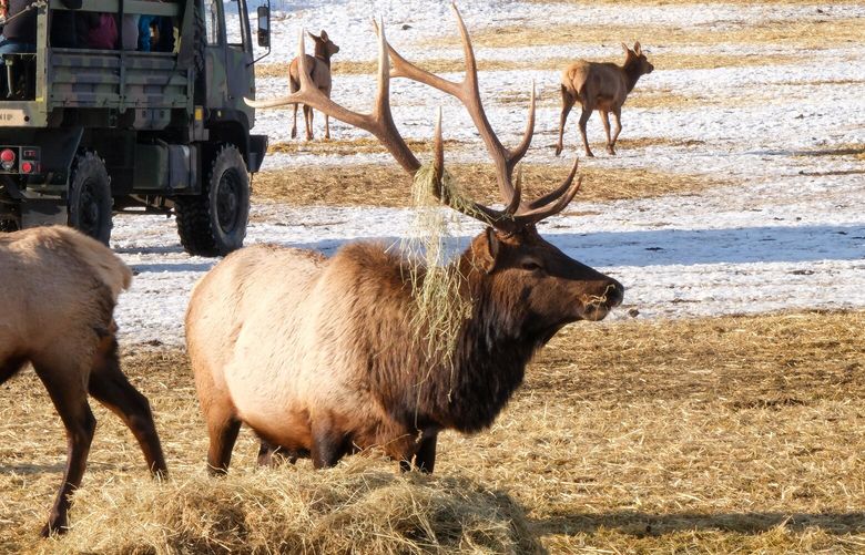 The elk that visit Oak Creek represent just a fraction of a much-larger Yakima herd that numbers around 10,000.