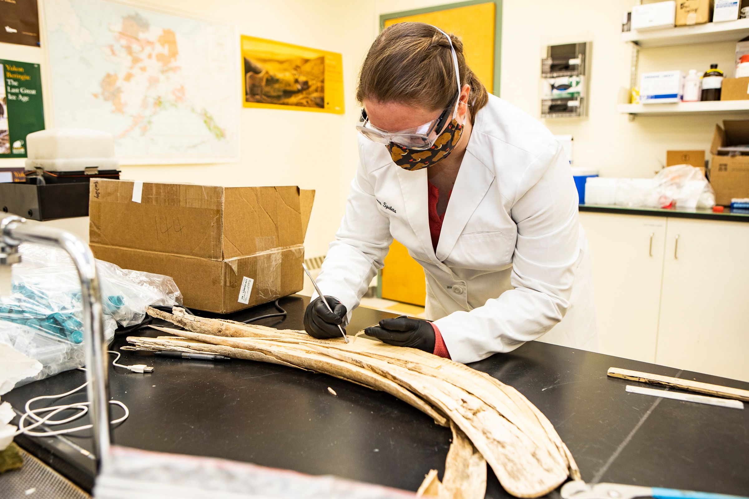 Researcher examines wooly mammoth tusk