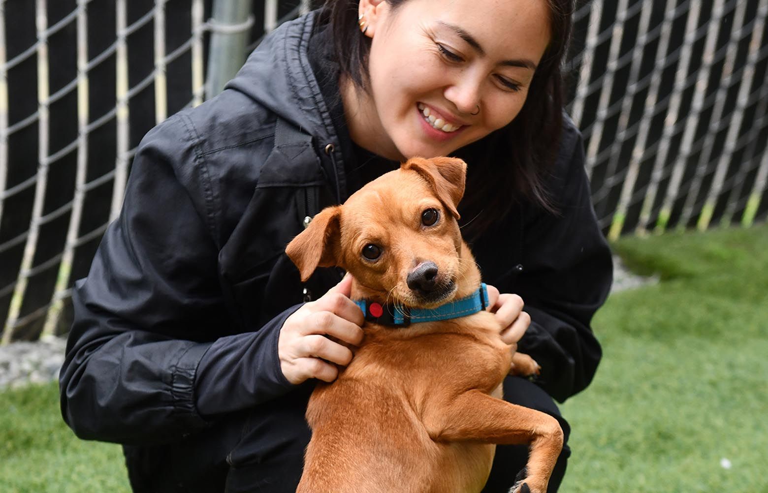 Seattle Times Classified Pets